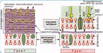 Структура бактериальной клетки рисунок