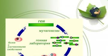 Локализованный мутагенез и белковая инженерия