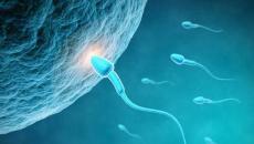 Сперматогенез ба оогенез нь үр хөврөлийн эс үүсэх, үүсэх үйл явц юм.Ово болон эр бэлгийн эс үүсэх үеийн харьцуулсан шинж чанар