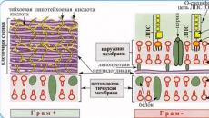 Rysunek struktury komórki bakteryjnej