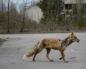 Чернобылийн гэрчүүдийн ид шидийн түүхүүд